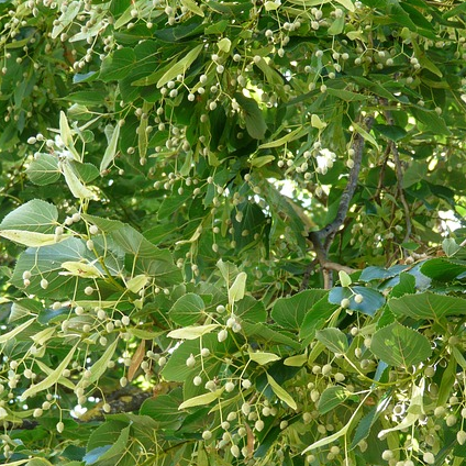 Tilia vulgaris ‘Pallida’ - koningslinde