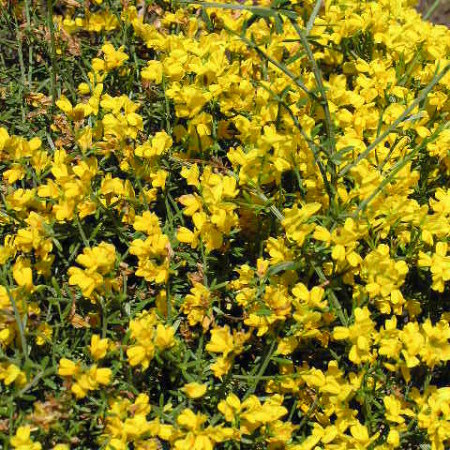 Genista lydia - verfbrem