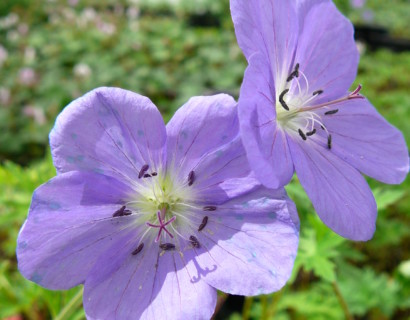 Geranium ‘Brookside’ - ooievaarsbek