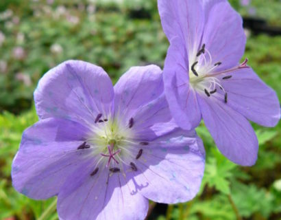 Geranium ‘Brookside’ - ooievaarsbek