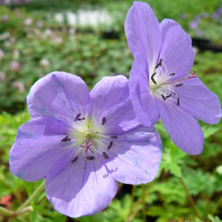 Geranium ‘Brookside’ - ooievaarsbek