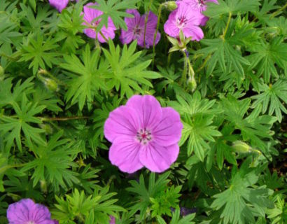 Geranium ‘Tiny Monster’