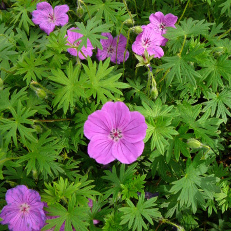 Geranium ‘Tiny Monster’ - ooievaarsbek