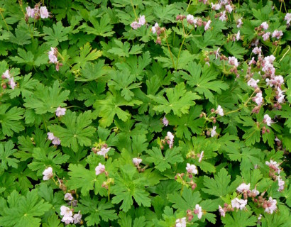 Geranium macrorrhizum ‘Ingwersen’s Variety’ - ooievaarsbek