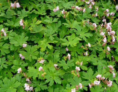 Geranium macrorrhizum ‘Ingwersen’s Variety’ - ooievaarsbek