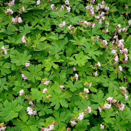 Geranium macrorrhizum ‘Ingwersen’s Variety’ - ooievaarsbek