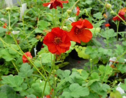 Geum chiloense ‘Mrs Bradshaw’ - nagelkruid