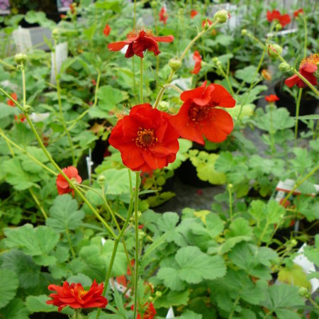 Geum chiloense ‘Mrs. Bradshaw’ (grote pot) - Nagelkruid