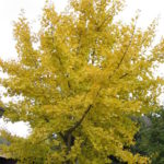 Ginkgo biloba boom of Japanse notenboom.