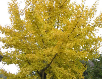 Ginkgo biloba boom of Japanse notenboom.