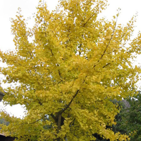 Nieuwe betekenis Respectvol trompet Ginkgo biloba boom - Japanse notenboom kopen - Maréchal