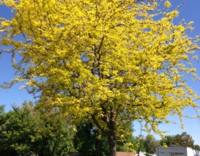 Gleditsia triacanthos ‘Sunburst’ - Amerikaanse christusdoorn