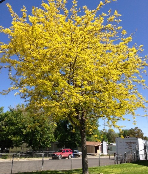 Gleditsia triacanthos ‘Sunburst’ - Amerikaanse christusdoorn