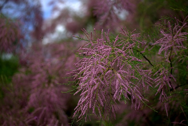 Tamarix ramosissima ‘Pink Cascade’ - tamarisk