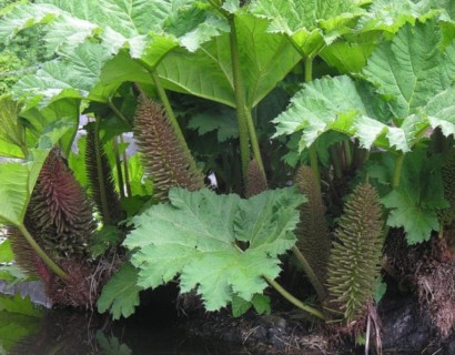 Gunnera manicata - mammoetblad