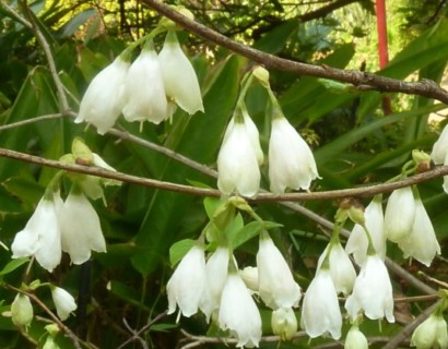 Halesia carolina - sneeuwklokjesboom