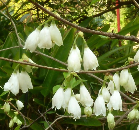 Halesia carolina - sneeuwklokjesboom