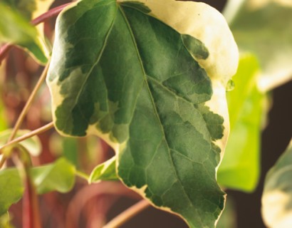 Hedera algeriensis ‘Gloire de Marengo’ - klimop