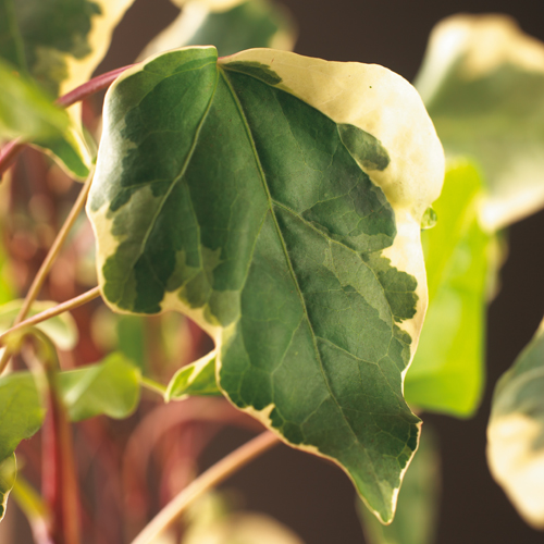 Hedera algeriensis ‘Gloire de Marengo’ - klimop