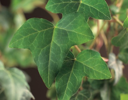 Hedera helix aan bamboestok - klimop / kleinbladige klimop / bosklimop