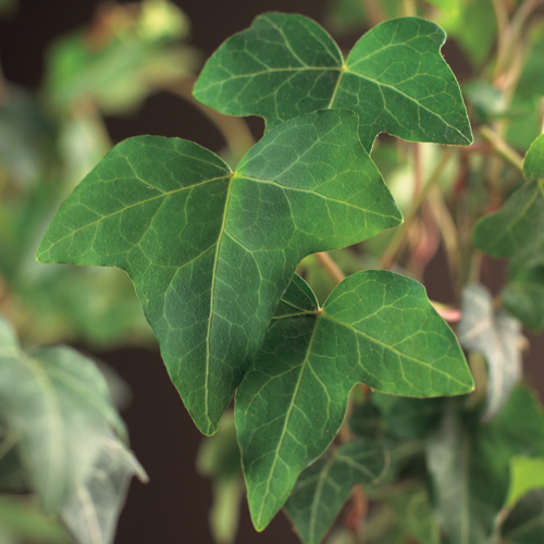 Hedera helix aan bamboestok - klimop / kleinbladige klimop / bosklimop