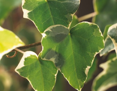 Hedera helix ‘Glacier’