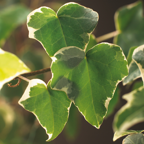 Hedera helix ‘Glacier’ - klimop / kleinbladige klimop / bosklimop