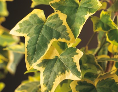 Hedera helix ‘Goldchild’