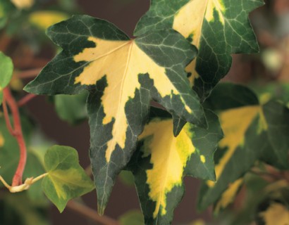 Hedera helix ‘Goldheart’ - klimop / kleinbladige klimop / bosklimop