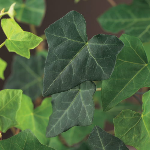 Hedera helix ‘Hibernica’ aan bamboestok - grootbladige klimop