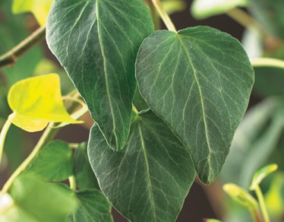 Hedera helix ‘Natasja’