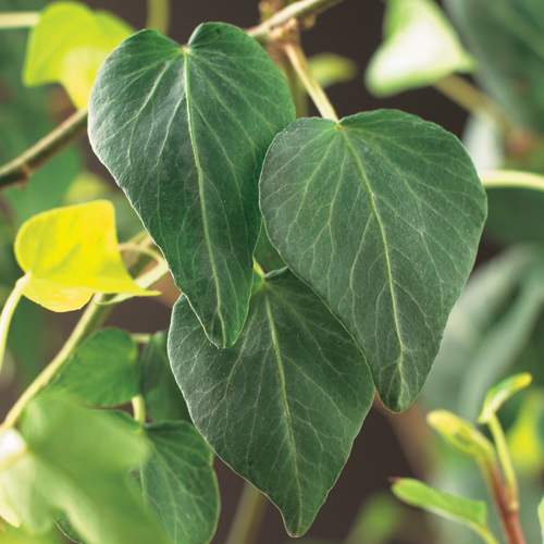 Hedera helix ‘Natasja’ - klimop / kleinbladige klimop / bosklimop