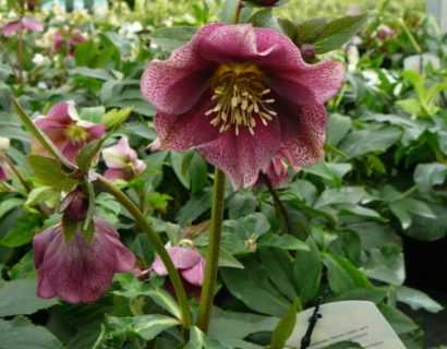 Helleborus orientalis