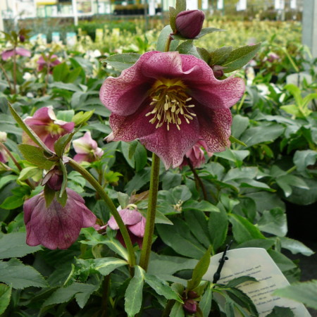 Helleborus orientalis - kerstroos