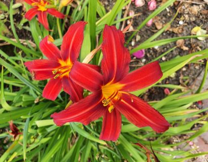 Hemerocallis ‘Sammy Russell’ - daglelie