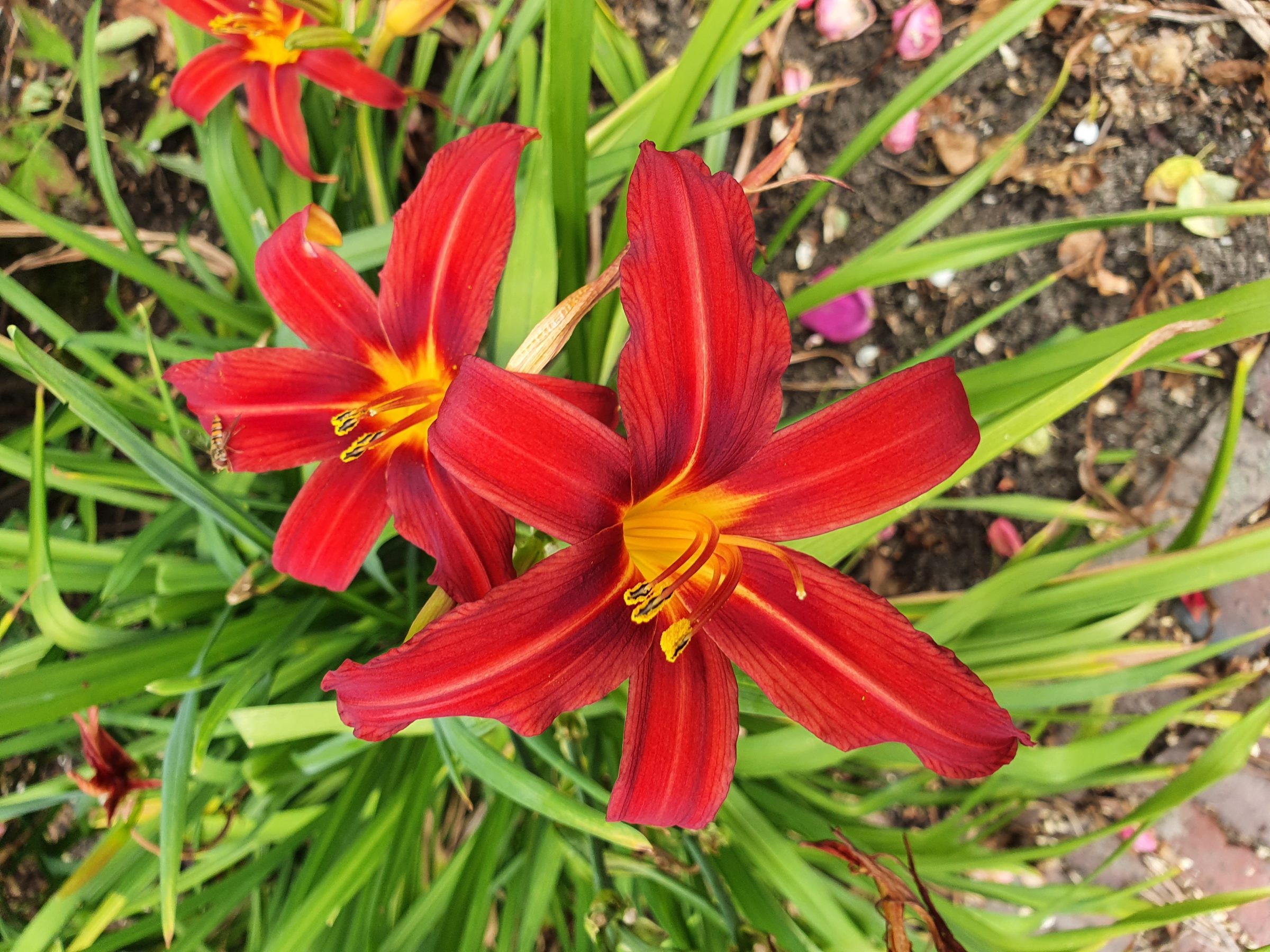 Hemerocallis ‘Sammy Russell’ - daglelie