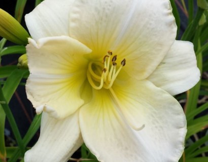 Hemerocallis ‘Snowy Apparation’ - daglelie