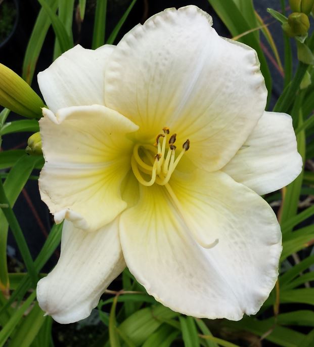 Hemerocallis ‘Snowy Apparation’ - daglelie