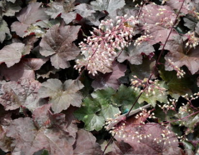 Heuchera micrantha ‘Palace Purple’ - purperklokje