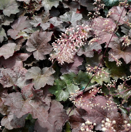 Heuchera micrantha ‘Palace Purple’ - purperklokje