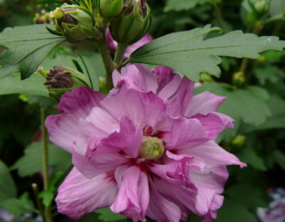 Hibiscus syriacus ‘Ardens’ - altheastruik, heemstroos