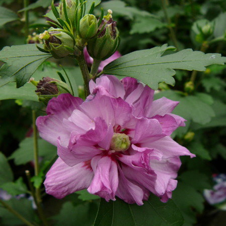 Hibiscus syriacus ‘Ardens’ op stam - altheastruik, heemstroos