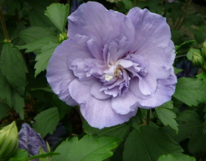 Hibiscus syriacus ‘Blue Chiffon’