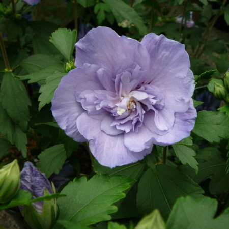 Hibiscus syriacus ‘Blue Chiffon’ - altheastruik, heemstroos