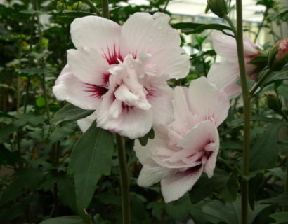 Hibiscus syriacus ‘Lady Stanley’