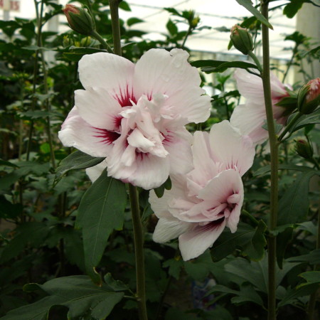 Hibiscus syriacus ‘Lady Stanley’ - altheastruik, heemstroos