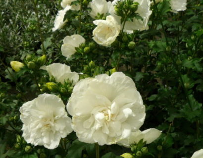 Hibiscus syriacus ‘White Chiffon’ - altheastruik, heemstroos