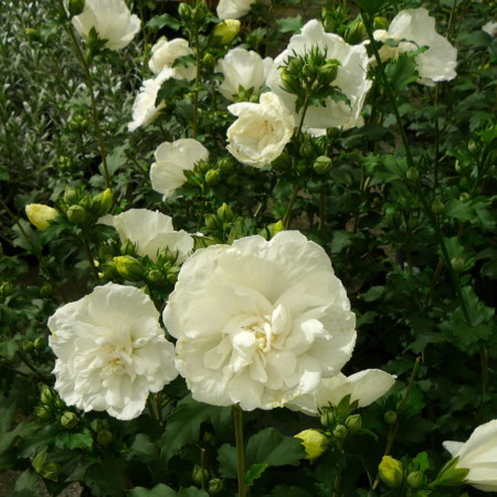 Hibiscus syriacus ‘White Chiffon’ - altheastruik, heemstroos