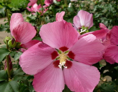 Hibiscus syriacus ‘Woodbridge’