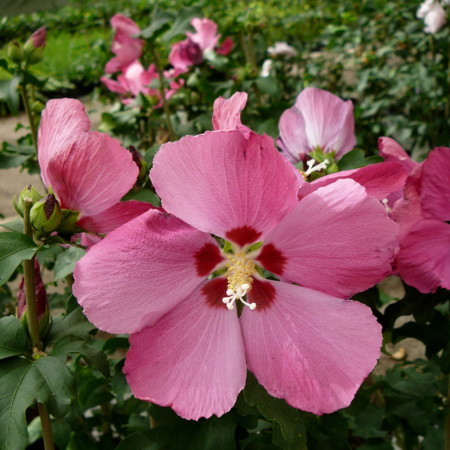 Hibiscus syriacus ‘Woodbridge’ - altheastruik, heemstroos